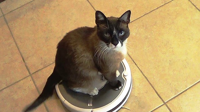 Perché il gatto ama l'aspirapolvere?