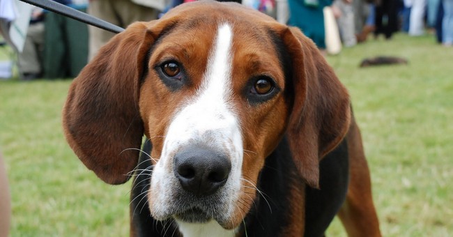 Hamiltonstovare standard completo GreenStyle