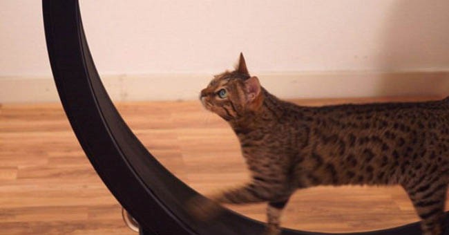 VEVOR Ruota Da Corsa Per Gatti - Diametro 1100mm, Tapis Roulant Rotondo Da Corsa Interno Per Gatti Fino A 11 Kg, Larghezza Pista 280mm