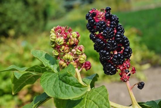 Elisir Omeopatico Per Piante - 500 Ml - Rafforzante Naturale Per Alberi, Arbusti E Piante Ornamentali, Aumenta La Resistenza