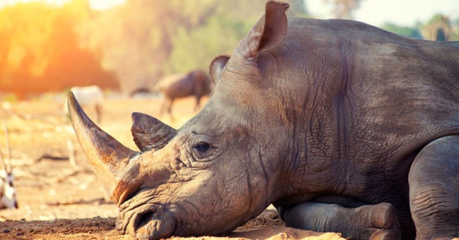 Il corno di rinoceronte vale più dell'oro - GreenStyle