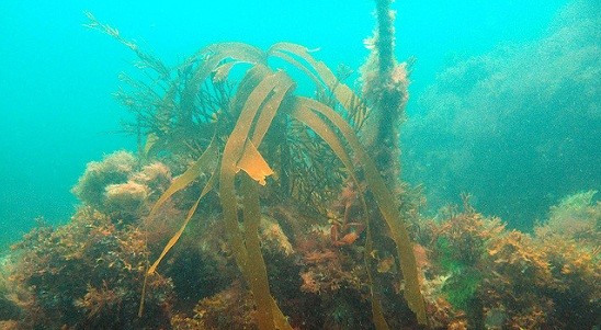 kelp