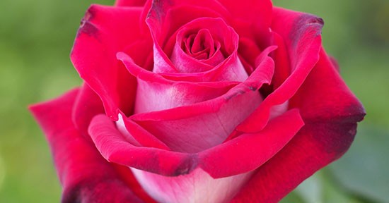 Rosa osiria, macro