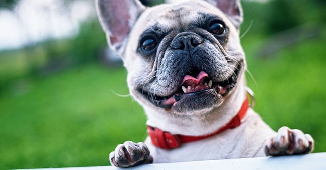 Mumo Di Cane A Maglie Traspirante Regolabile Bulldog Francesi E Carlini Anti Abbaiare Piccole Razze 2024 Da 7,66 € | DHgate - Foto 9