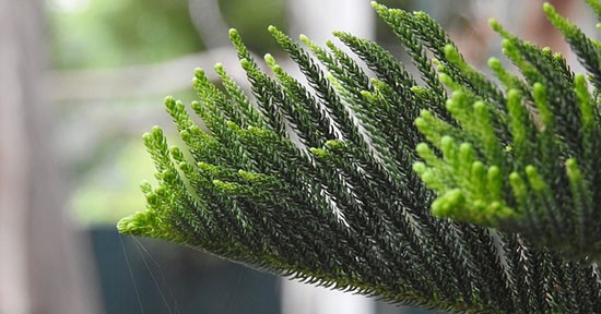 Cryptomeria japonica