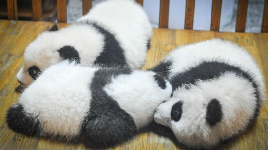 Panda1