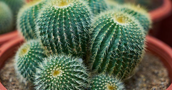 Vaso di cactus