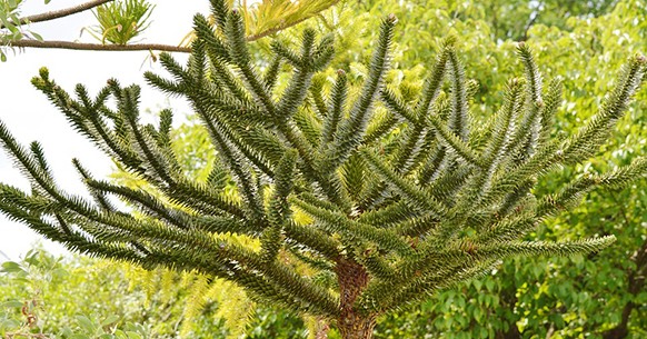 Araucaria