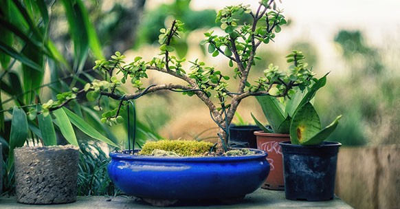 Vasi per bonsai: tipologie, scelta, consigli - GreenStyle