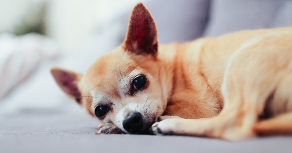 Cane che scuote la testa cause, sintomi e rimedi GreenStyle