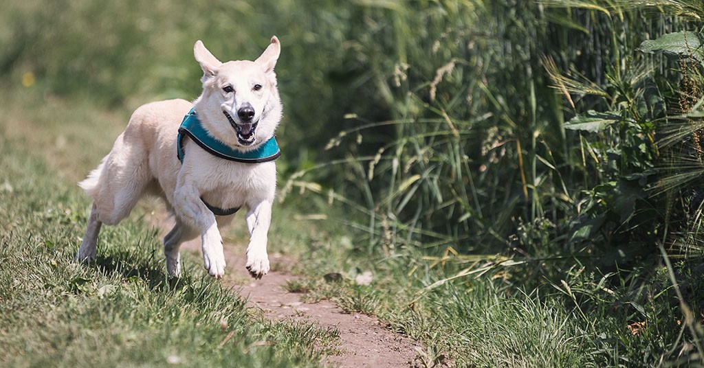 Rabbia nel cane come riconoscerla e contagio GreenStyle