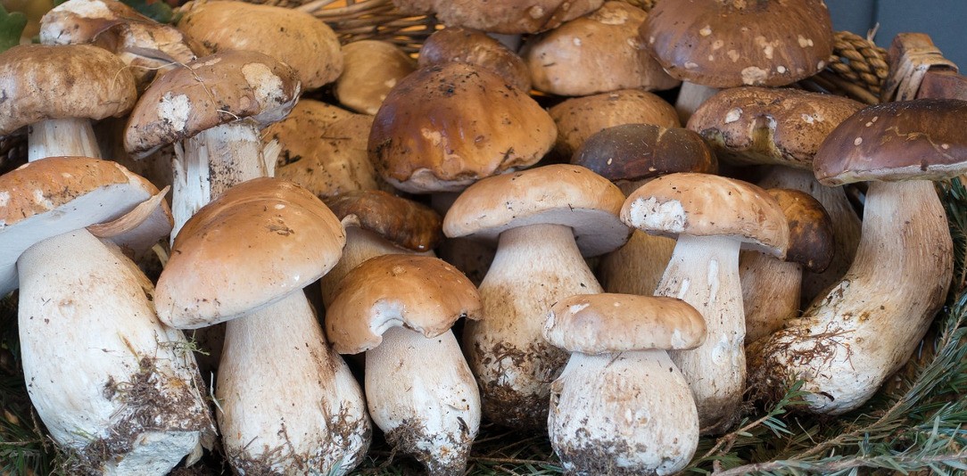 Funghi porcini periodo, dove si trovano, ricette GreenStyle