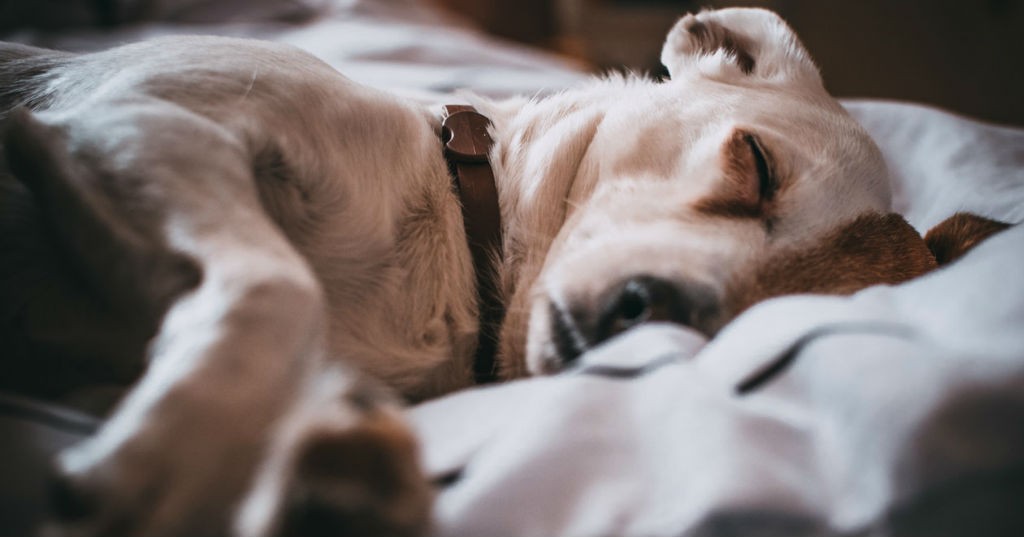 Vomito giallo nel cane cosa fare e da cosa dipende GreenStyle