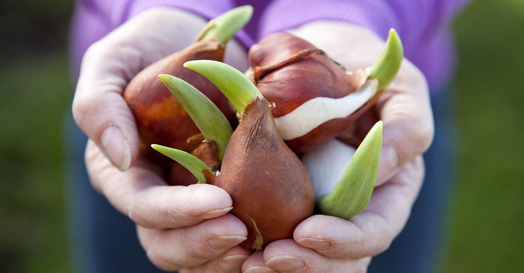 Bulbi di tulipani conservazione e quando piantarli GreenStyle