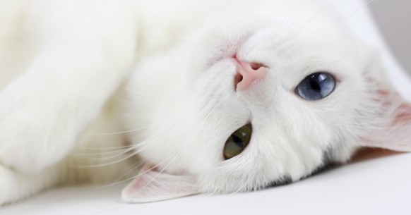 Gatto con occhi bicolore