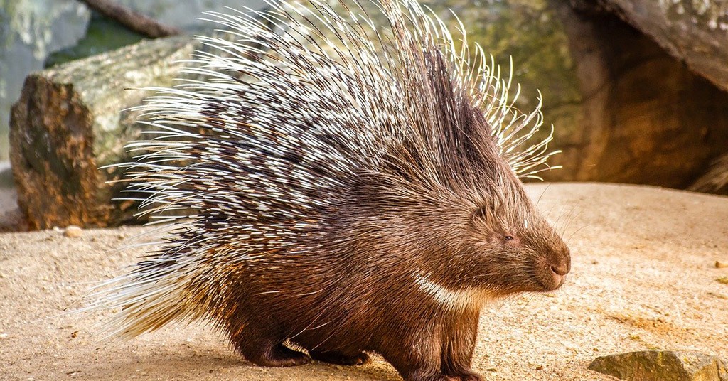 Porcospino Porcospino E Riccio Le Differenze Greenstyle