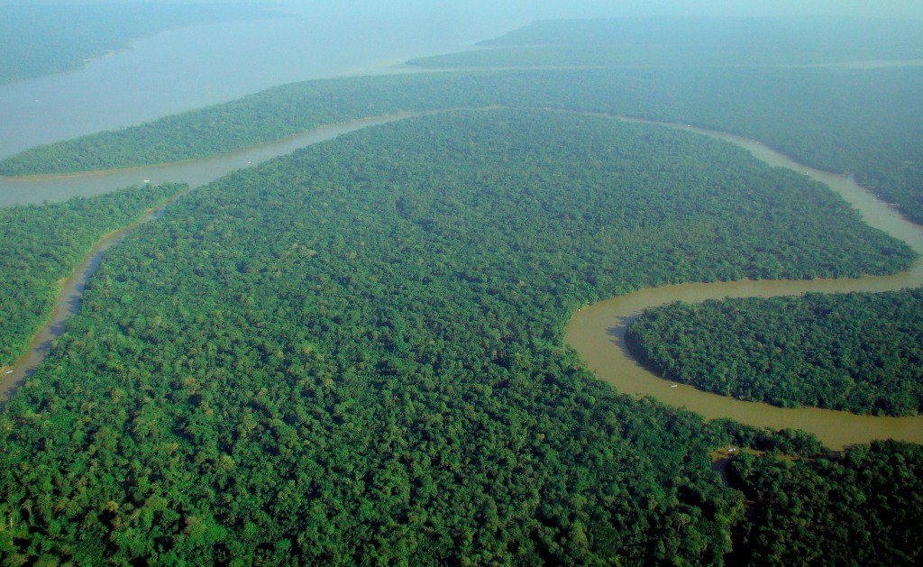 Amazzonia divorata dagli allevamenti, motivo deforestazione
