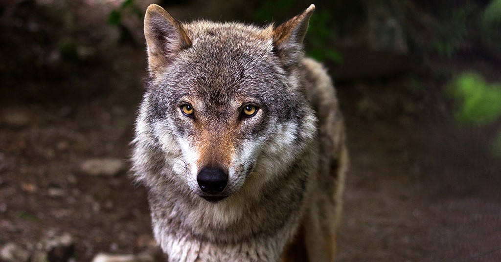 Lupo Ucciso A Colpi Di Fucile Succede A Parma GreenStyle