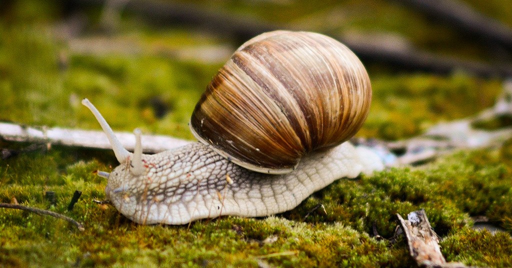 Bava di lumaca proprietà ed effetti benefici GreenStyle