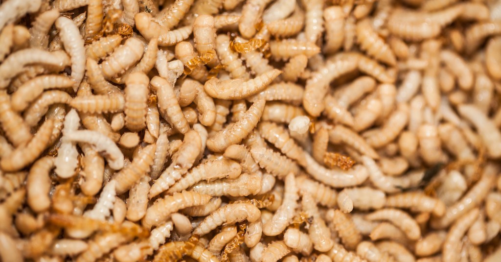 Tarme Della Farina Come Alimento Primo Ok Dell UE GreenStyle