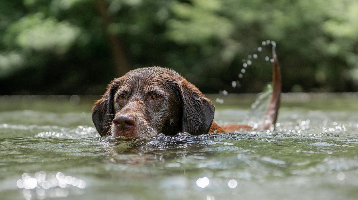 labrador, cane da riporto in acqua