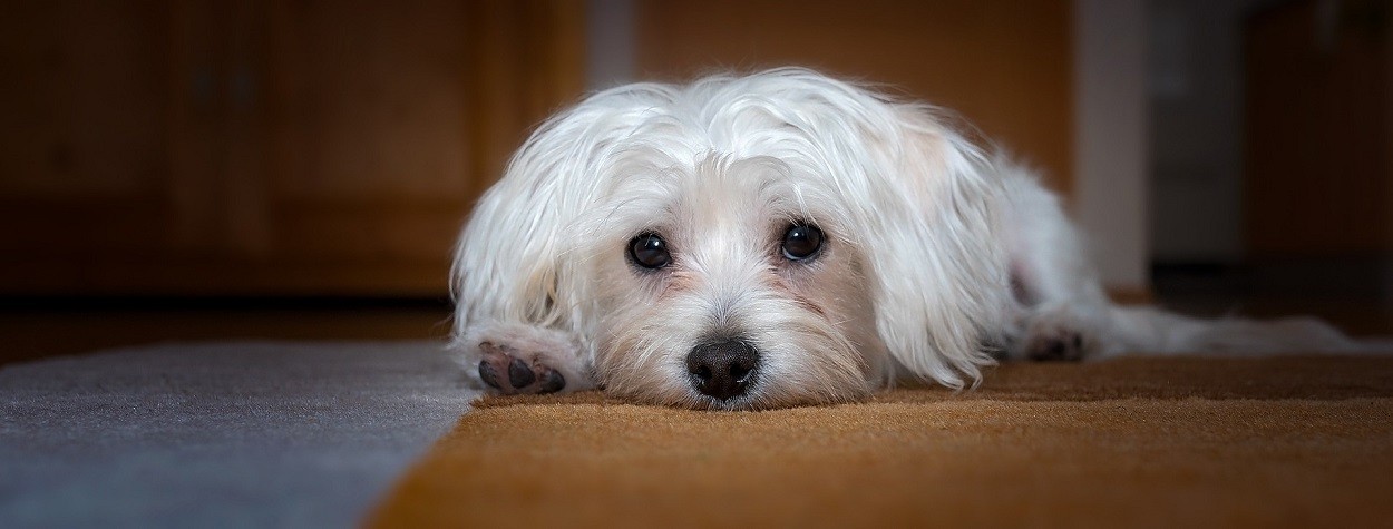 Ansia Da Separazione Cane Cause Rimedi E Come Gestirla GreenStyle