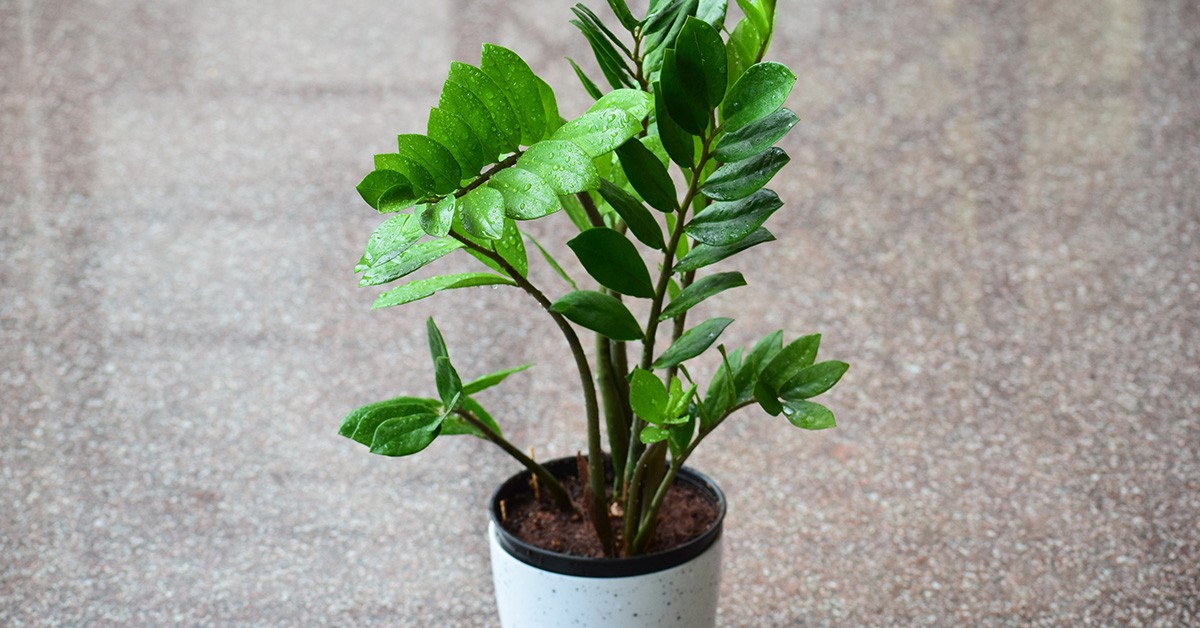 Zamioculcas o pianta di Padre Pio: coltivazione e cura - GreenStyle