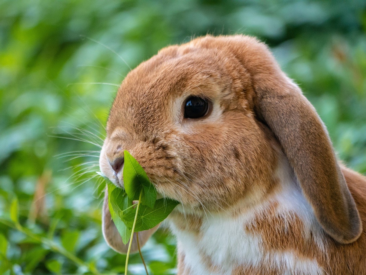 Animali domestici da compagnia: coniglio