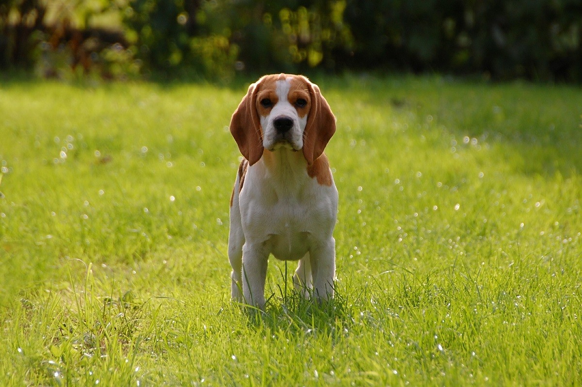 Cane Beagle