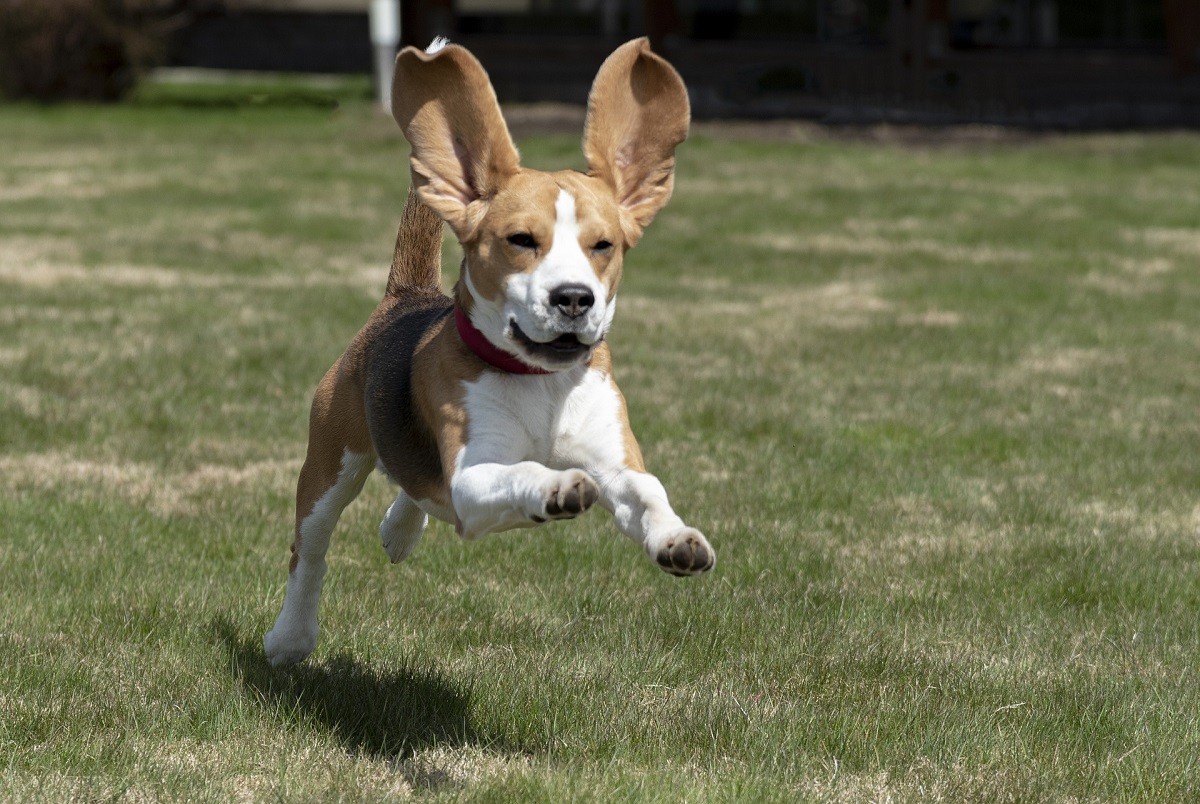 Beagle che corre