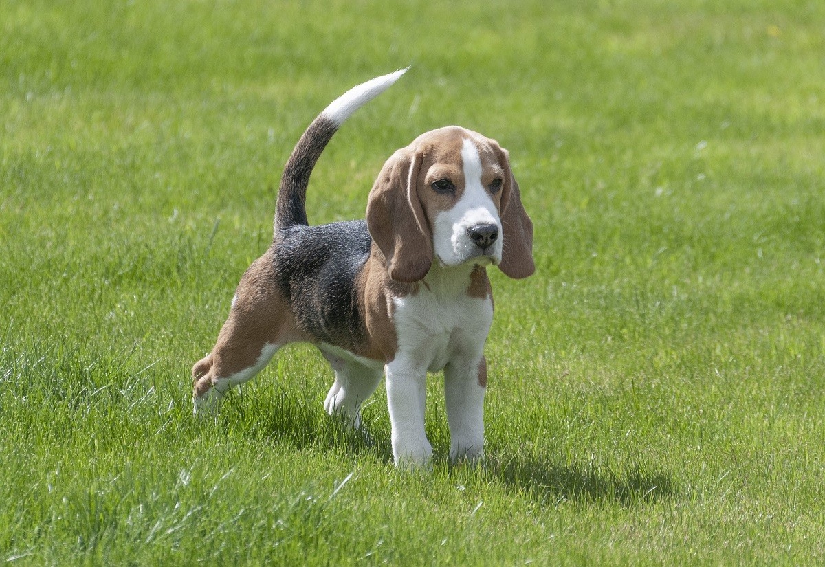 Beagle costo, carattere e standard di razza GreenStyle