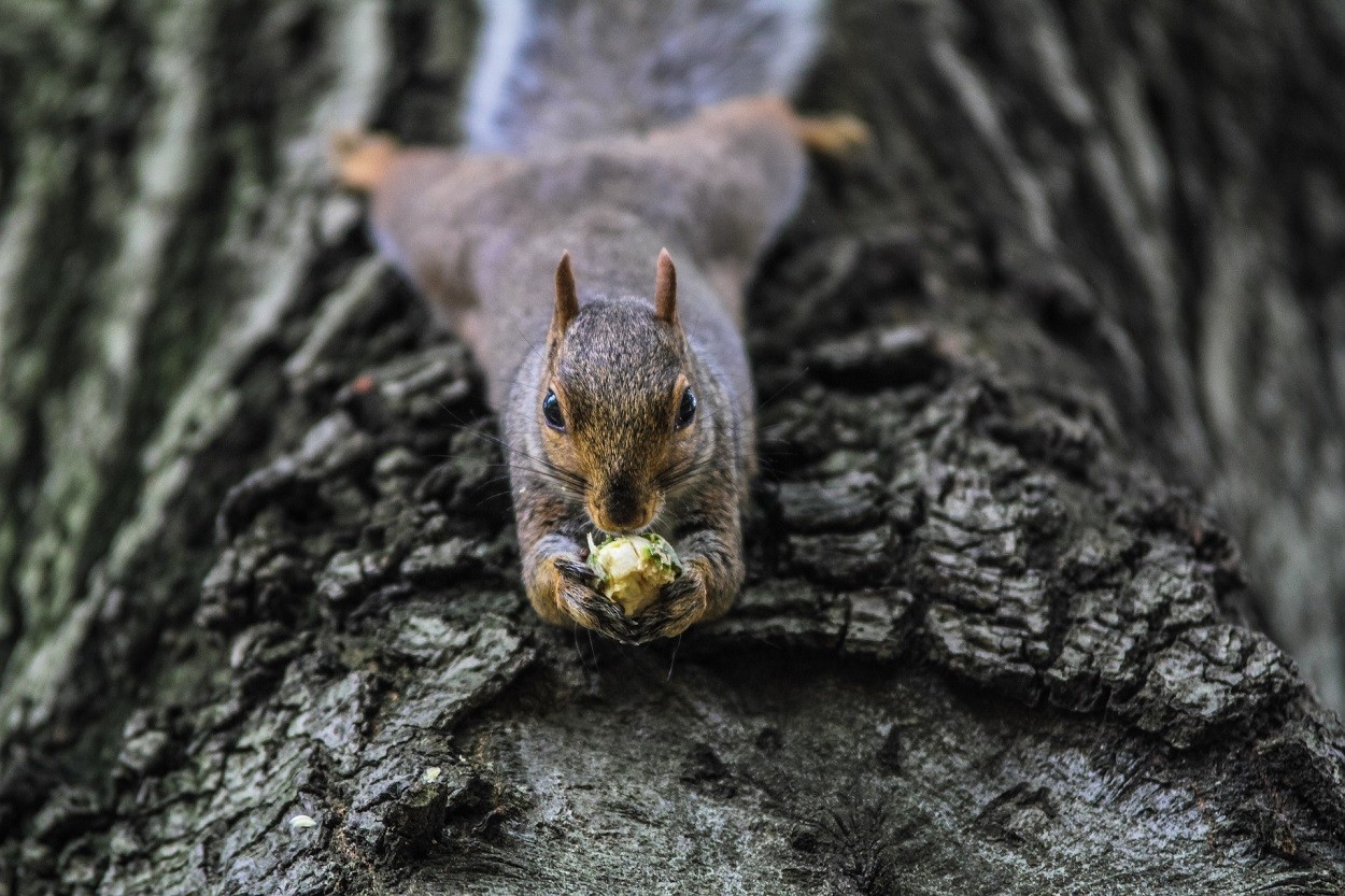 scoiattoli cibo