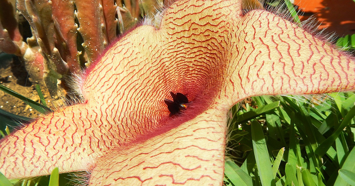 Fleur de stapelia