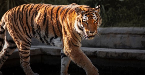 animali a righe tigre