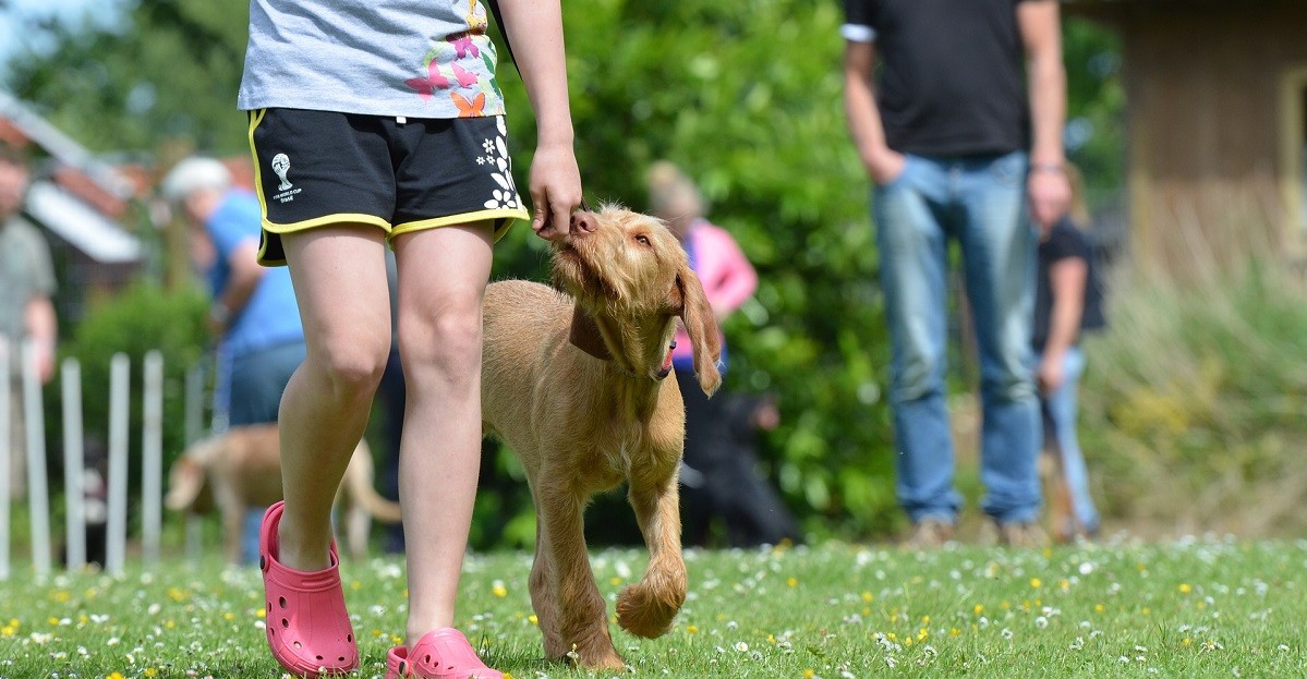 46 Igliori Collari Addestraento Per Cani Nel 2024 (recensioni - Foto 6