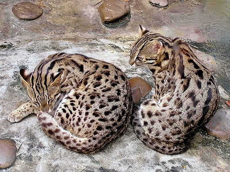 gatto leopardo coppia
