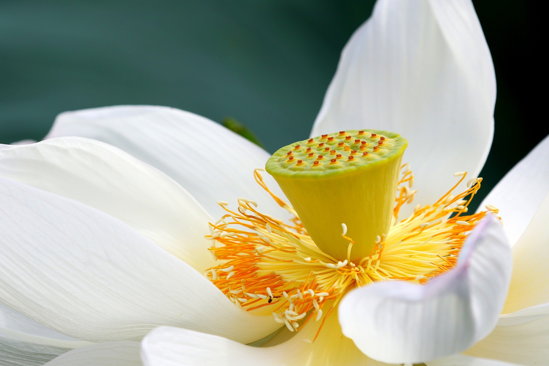 Fiore di loto: significato, simbolo, colori e caratteristiche