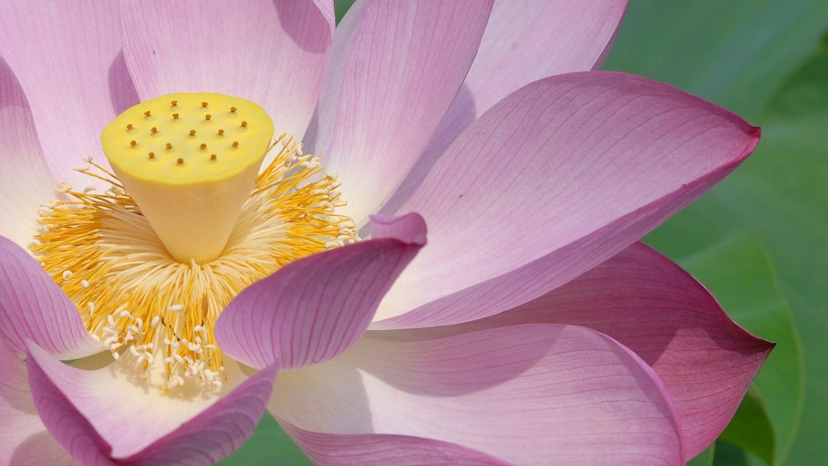 Fiore di loto: il significato e le caratteristiche - GreenStyle