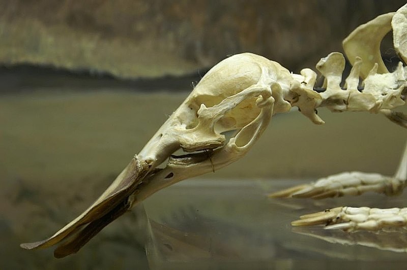 ornitorinco scheletro