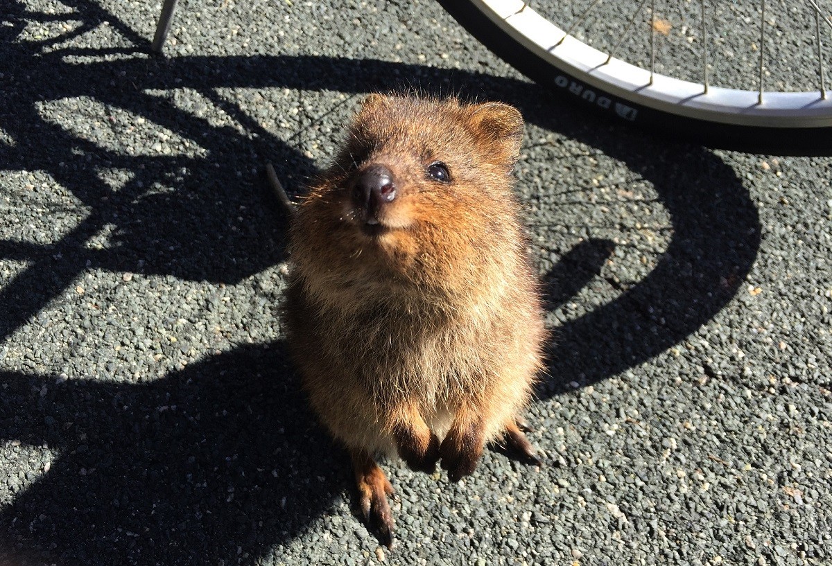 Quokka Carattere Curiosit E Prezzo Di Un Cucciolo GreenStyle