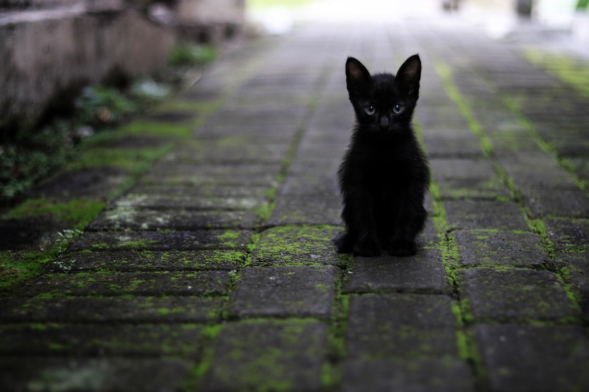 gatto nero cucciolo