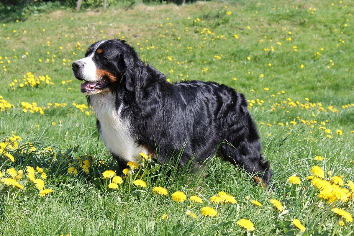Bovaro del Bernese cane