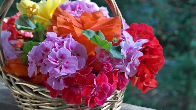 20 fleurs de printemps à cultiver sur ton balcon ou dans ton jardin