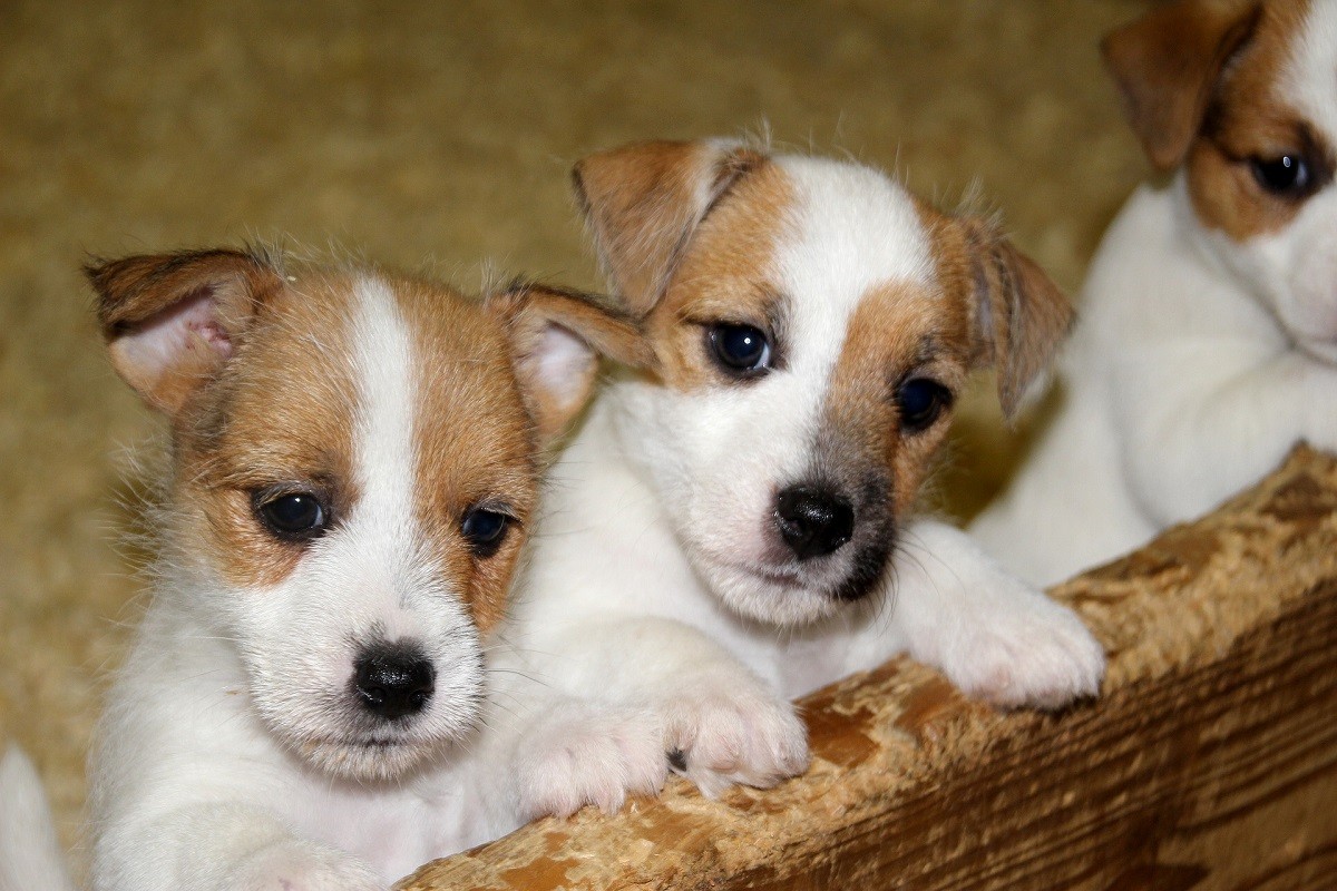 Jack Russell Terrier cuccioli