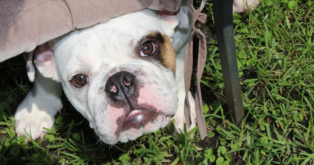 Leishmaniosi cane sintomi, cura, prevenzione GreenStyle