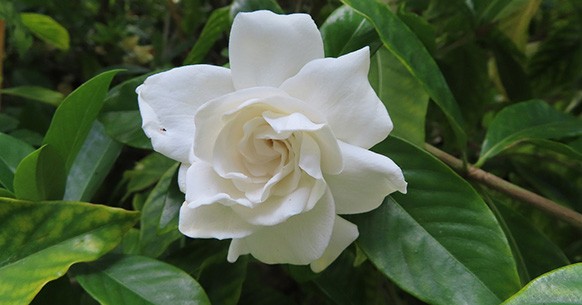 Gardenia, fiori bianchi