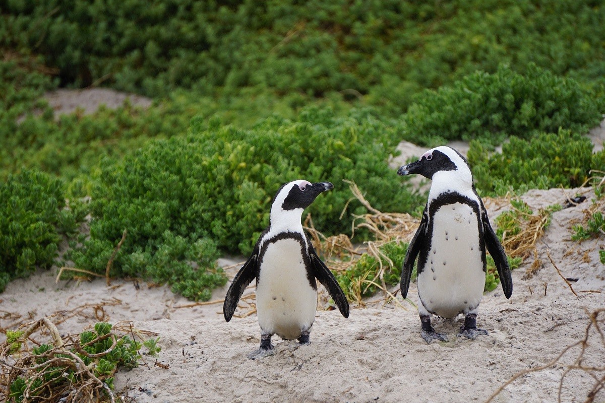 pinguini coppia