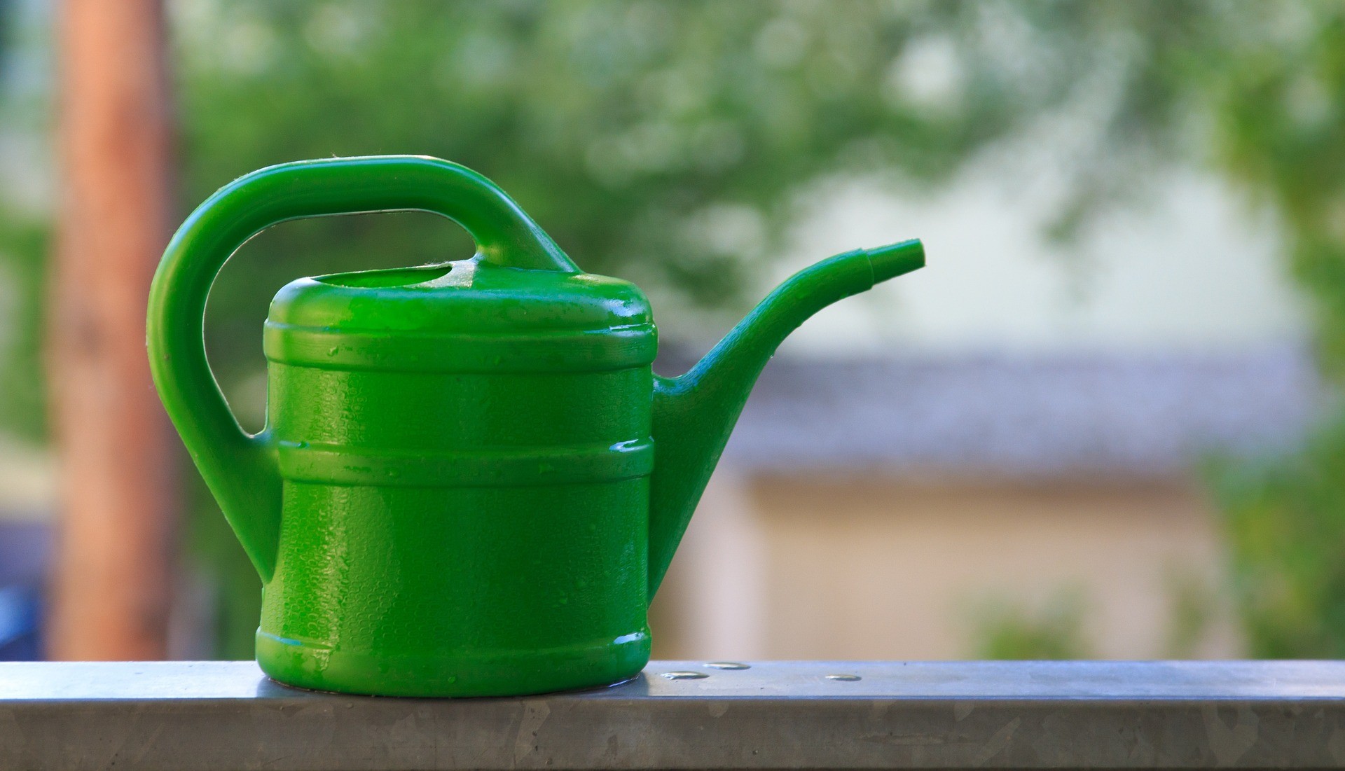 Come Capire Quando Una Pianta Ha Bisogno Di Acqua GreenStyle