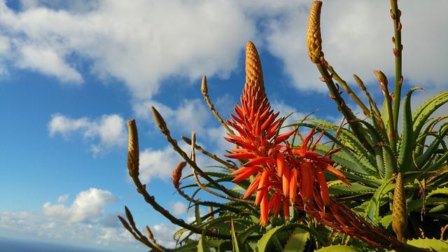 Aloe arborescens come curarla e come si pianta