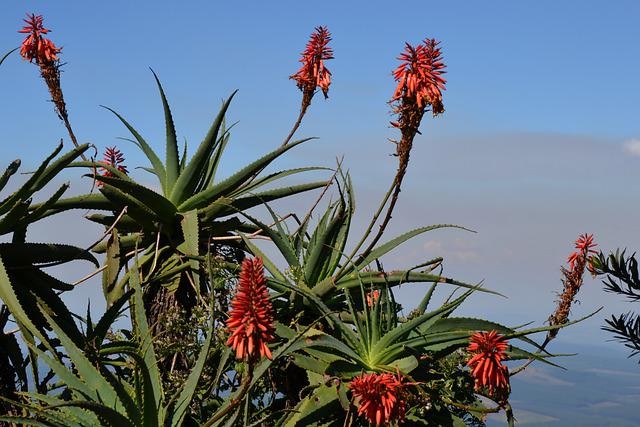 Aloe arborescens come curarla e come si pianta